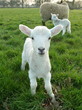 Lamb