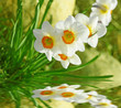 Daffodil Daffodil