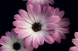 osteospermum marguerite