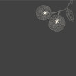 plant on a cover