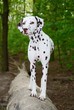Schöner Hund auf Baumstamm