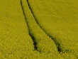 traces traces