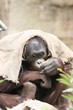 9337 - Orang im Sack