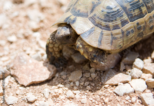 Photo: young small desert Turtle young small desert Turtle