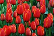 Tulip 04