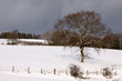 Stieleiche im Winter