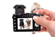Pugs