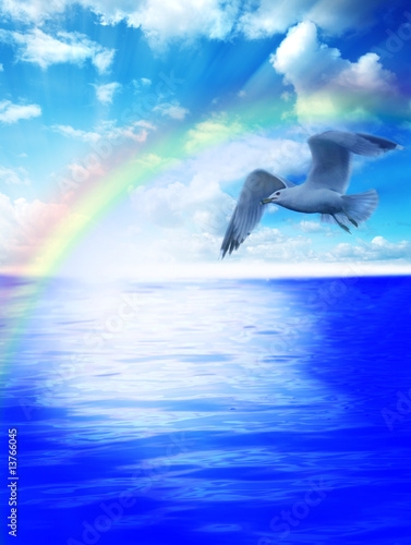 Seagull over the waters