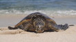 Hawaiian Green Sea Turtle Crawling onto the Shore Hawaiian Green Sea Turtle Crawling onto the Shore