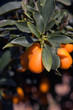 Photo: chinese orange cultivation chinese orange cultivation