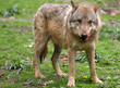 Loup d'Europe