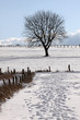 Winterlandschaft mit Baum