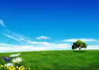Illustration : Jolie prairie Jolie prairie