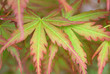 Vert et rouge