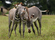 Two male Zebra fighting