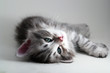 Kitten rests