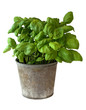 Basilic en pot