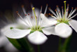 Kirschblüte