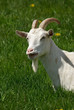 Chèvre