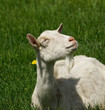 Chèvre