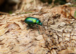 new beetle2