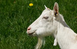 Chèvre