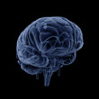 Illustration: Brain Trasparent Veins Arteries a Brain Trasparent Veins Arteries a