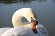 swan