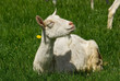Chèvre
