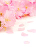 Pink cherry blossoms
