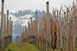 Winter im Weinberg