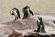 Humboldt Pinguine