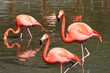 Flamingos