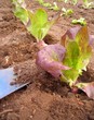 Rangées de jeunes salades