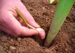 Plantation d'une gousse d'ail