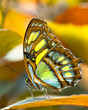 Quadro Malachite butterlfy