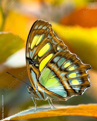 Malachite butterlfy Malachite butterlfy