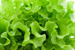 Lettuce