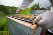 abeille apiculture miel alvéole ruche artisan récolte
