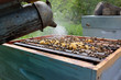 enfumoir abeille riche miel apilcuture artisan récoltant