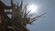 Sun Shining through Bristlecone Pine, Yosemite National Park