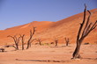 Arbres pétrifiés dans le désert du namib Arbres pétrifiés dans le désert du namib