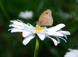 Schmetterling auf Margarite