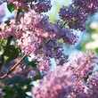 Spring Lilac