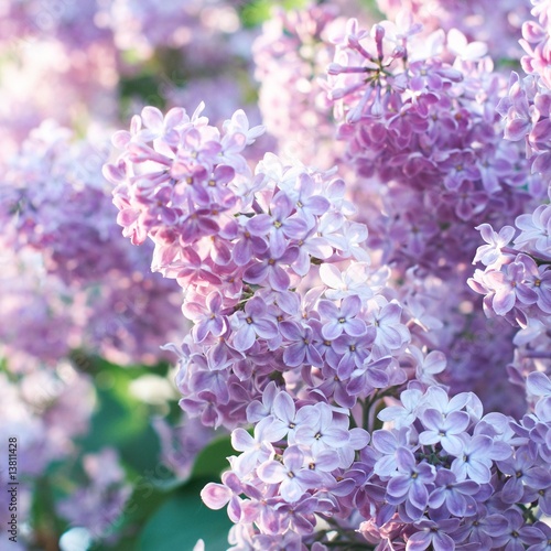 Foto: Spring Lilac Spring Lilac