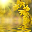 Spring blossom reflected in the water