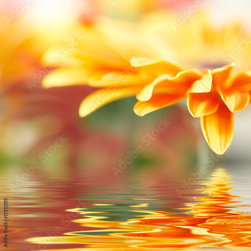 Closeup photo of yellow daisy-gerbera