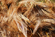 golden wheat