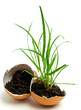Plant in egg