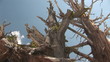 Sun Shining through Bristlecone Pine, Yosemite National Park